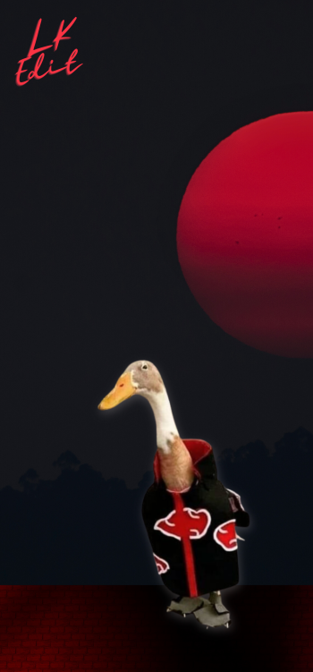  Akatduck