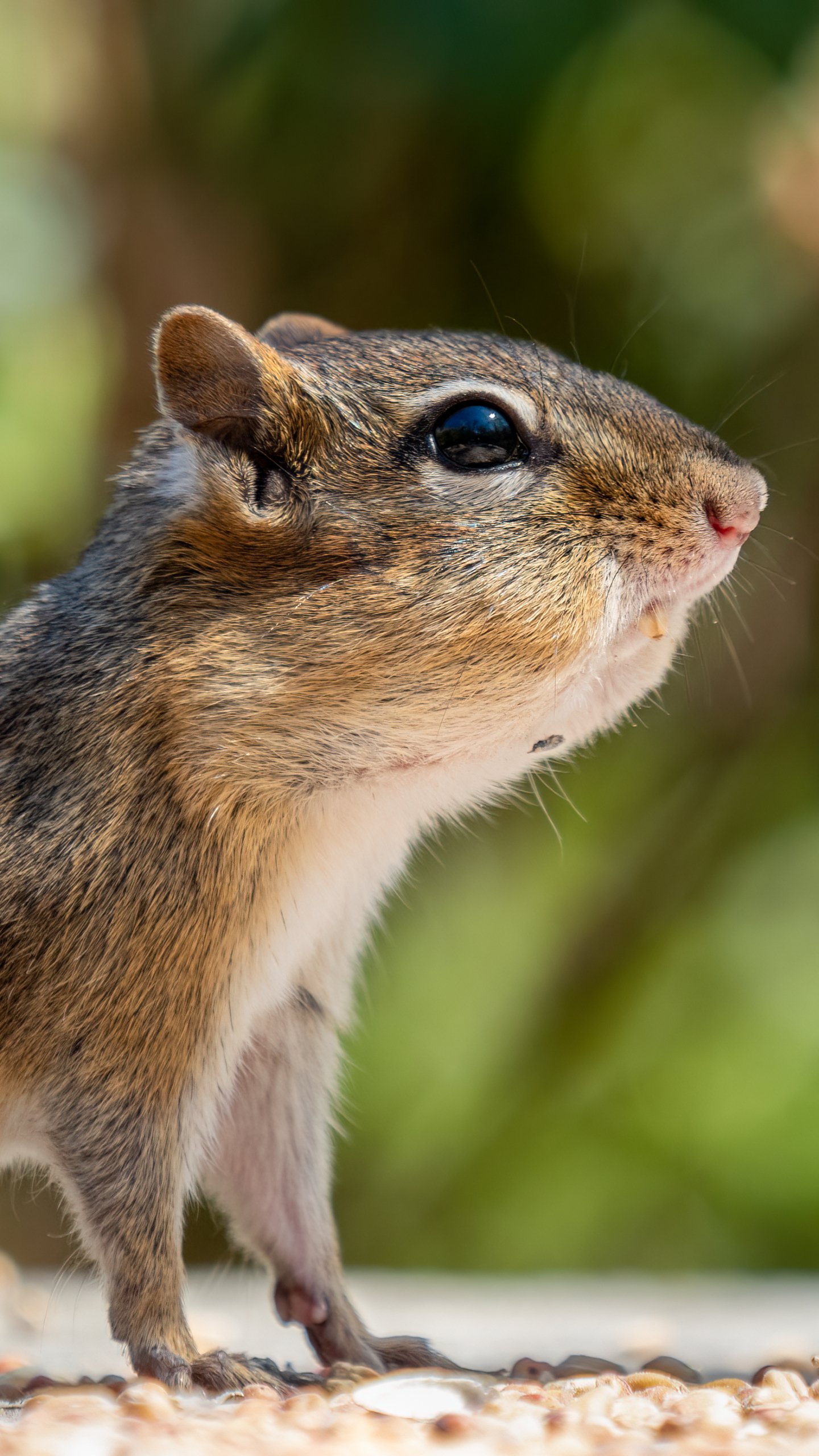 Download Animal Chipmunk Phone Wallpaper