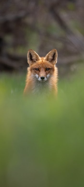 Animal fox Phone Wallpaper