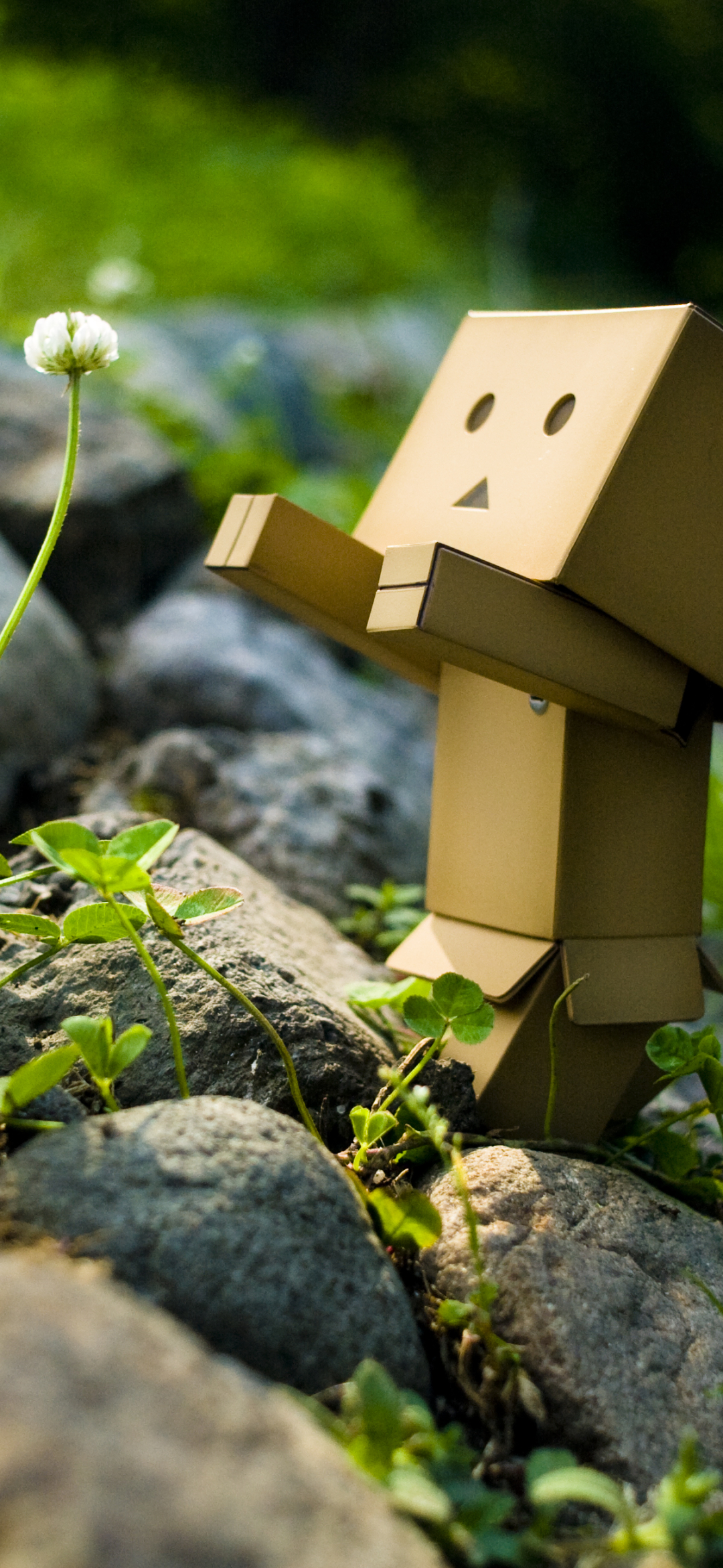 Danbo and a Flower
