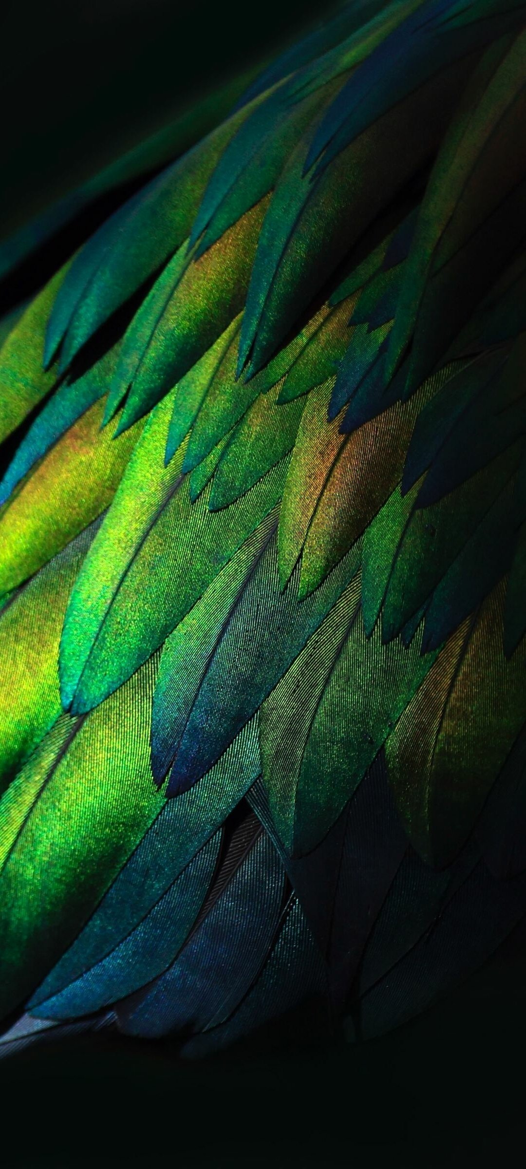 Feather iPhone Wallpapers